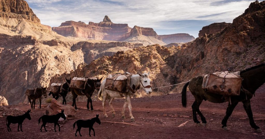 Mule Train